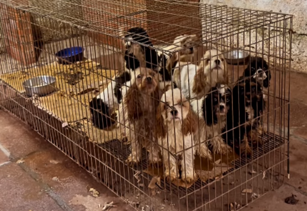 título imagem Mais de 100 cães em situação de maus-tratos são resgatados na Serra Gaúcha