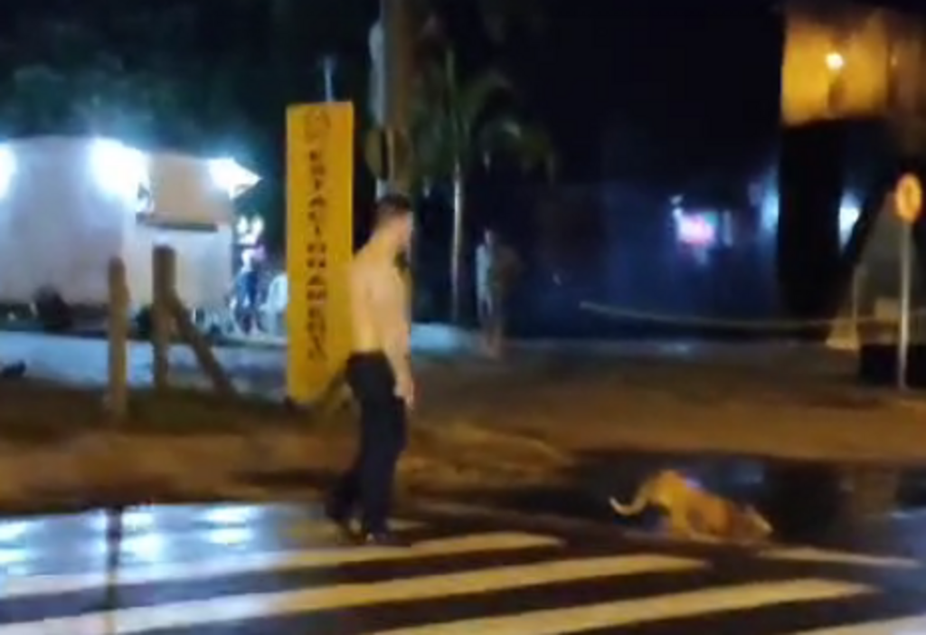 Polícia Civil confirma morte de cão baleado após ataque no Bairro Medianeira em Santa Maria