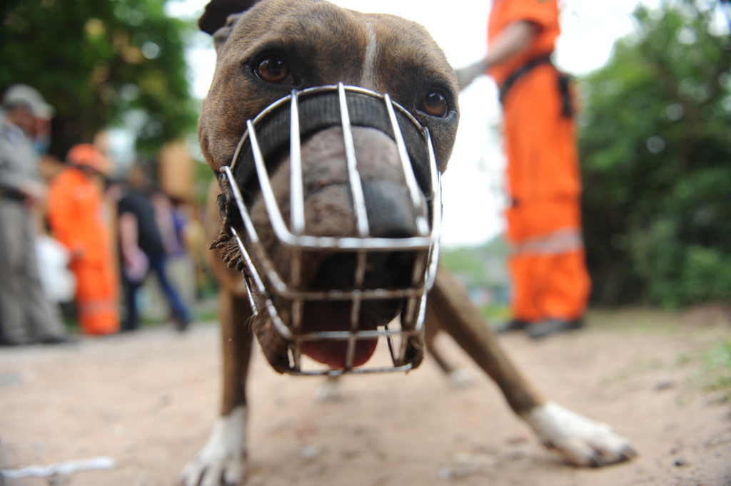 título imagem Especialista dá dicas sobre como se defender em casos de ataque de cachorros