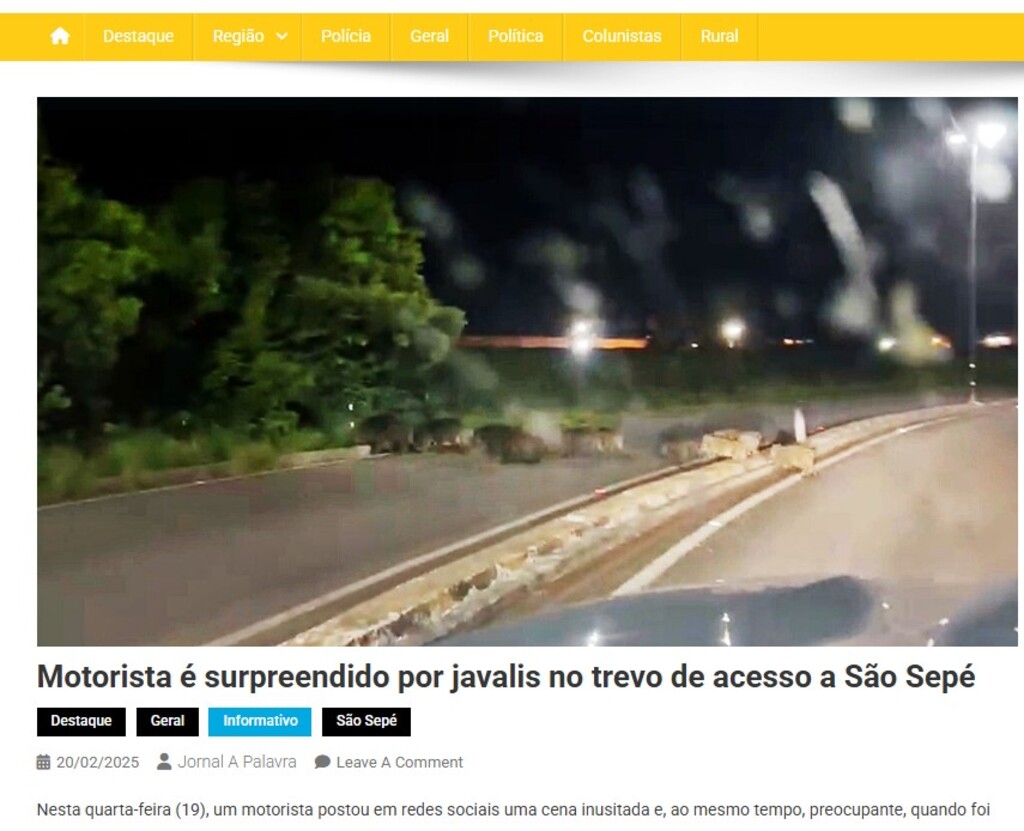 Mais de 10 javalis são flagrados passeando dentro de cidade da região