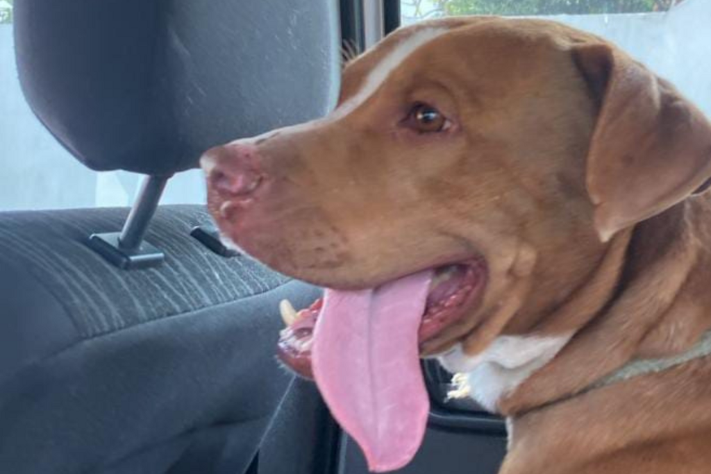 Foto: Arquivo Pessoal - Sheik, pitbull de 2 anos de 8 meses, foi morto a tiros na Rua Duque de Caxias, no Bairro Medianeira, no dia 16 de fevereiro.