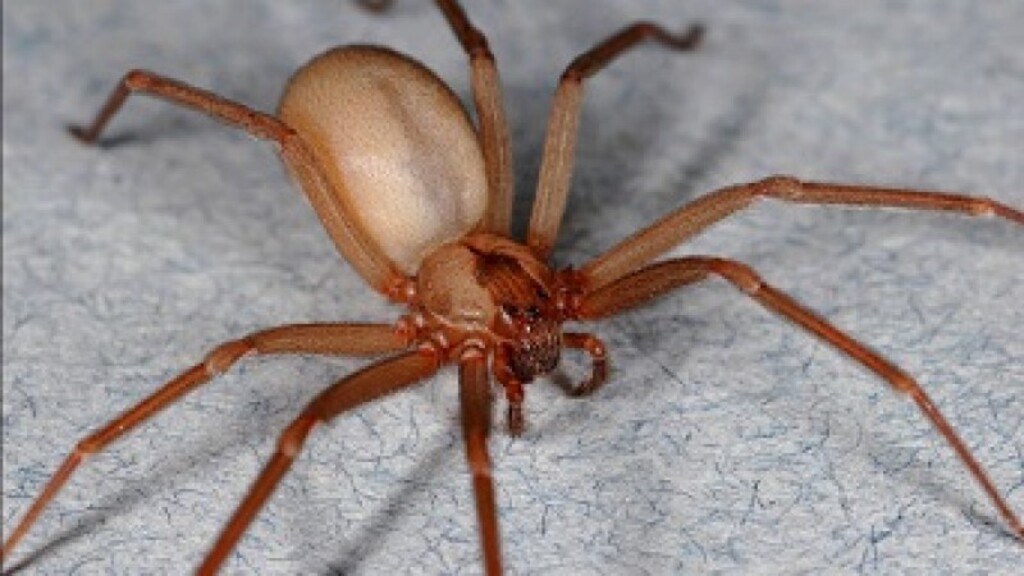 Foto: Secretaria da Saúde (Divulgação) - Altas temperaturas requerem maior prevenção de acidentes com a aranha-marrom.