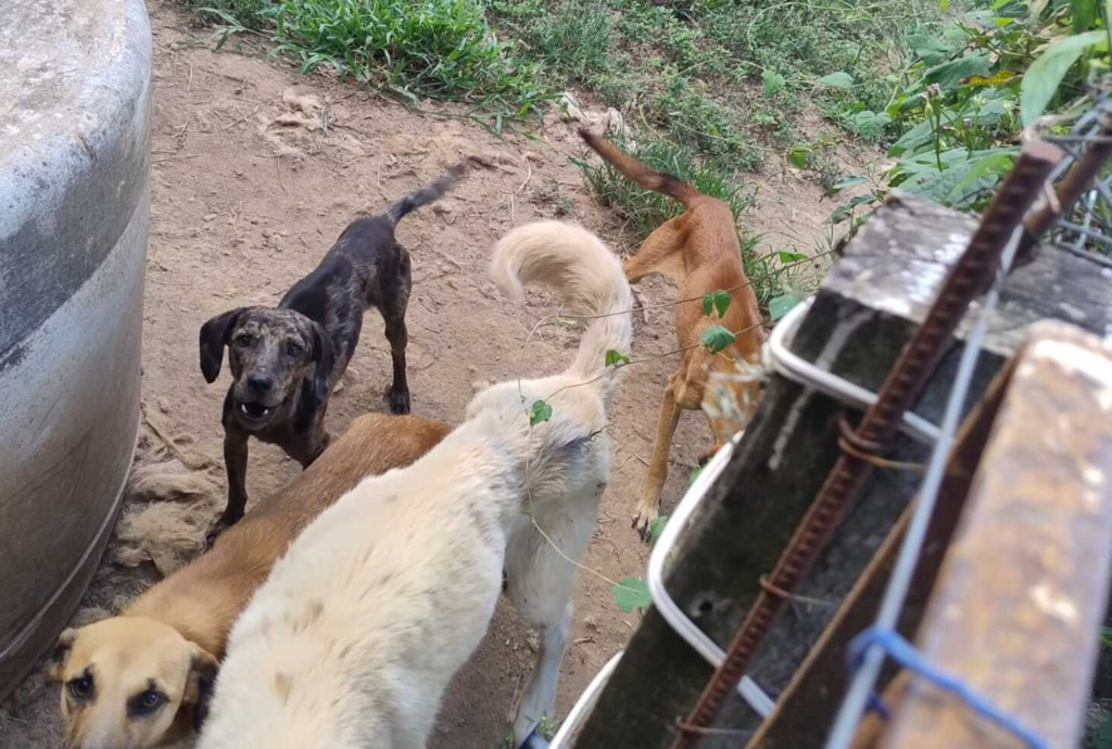 título imagem Após denúncia anônima, 28 cachorros são encontrados em situação de maus-tratos no interior de Itaara