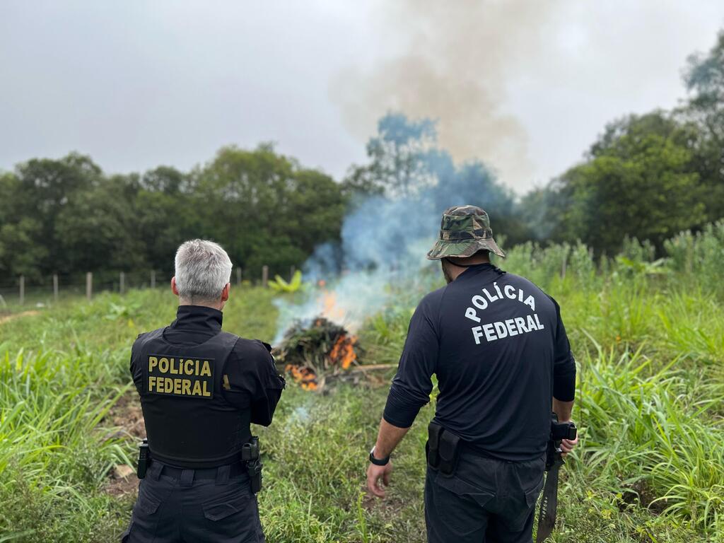 Foto: Polícia Federal (Divulgação) - Em operação nesta sexta-feira, a Polícia Federal incinerou a plantação de cannabis que funcionava no interior de Caçapava do Sul