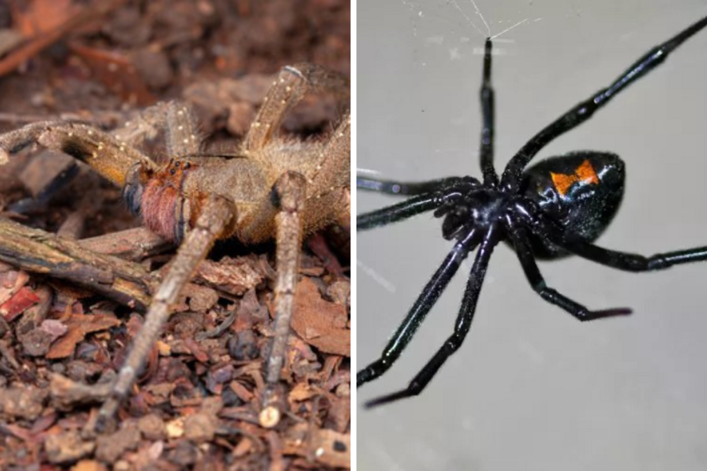 Além da aranha-marrom, conheça outras espécies perigosas e saiba como identificar a picada