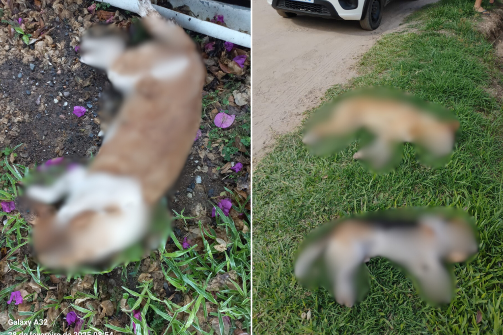 título imagem Polícia Civil investiga a morte de pelo menos 20 cachorros por envenenamento em Caçapava do Sul