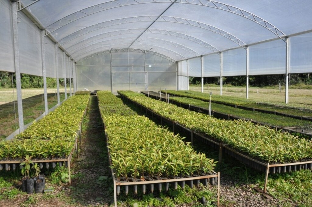 Foto: Divulgação - O Centro Estadual de Diagnóstico e Pesquisa Florestal fica localizado na Boca do Monte, RSC-287