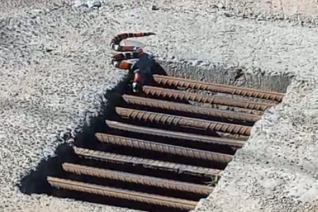 título imagem Cobras corais assustam moradores de condomínio em Santa Maria