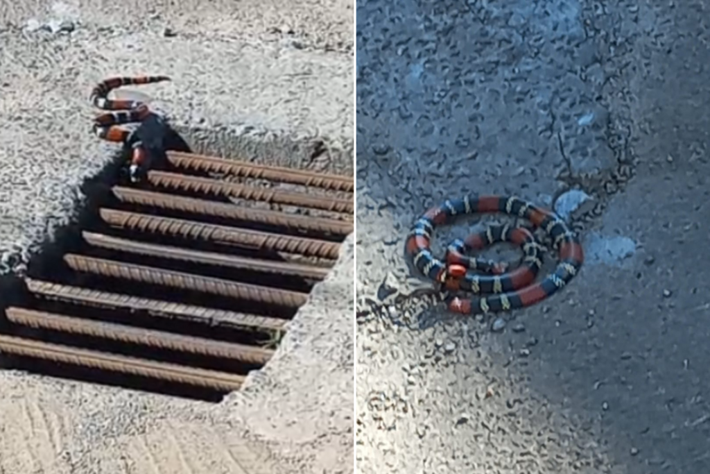 Foto: Reprodução - 