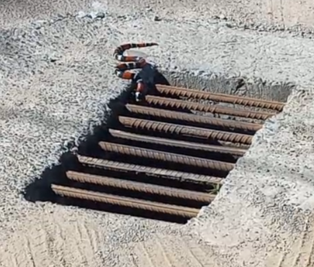 título imagem Cobras-corais em Santa Maria: saiba o que fazer ao encontrar um animal silvestre e como pedir ajuda