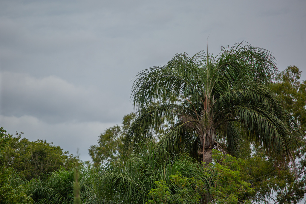título imagem Santa Maria tem previsão de pancadas de chuva a partir da tarde desta quarta-feira; saiba quando o sol volta a aparecer
