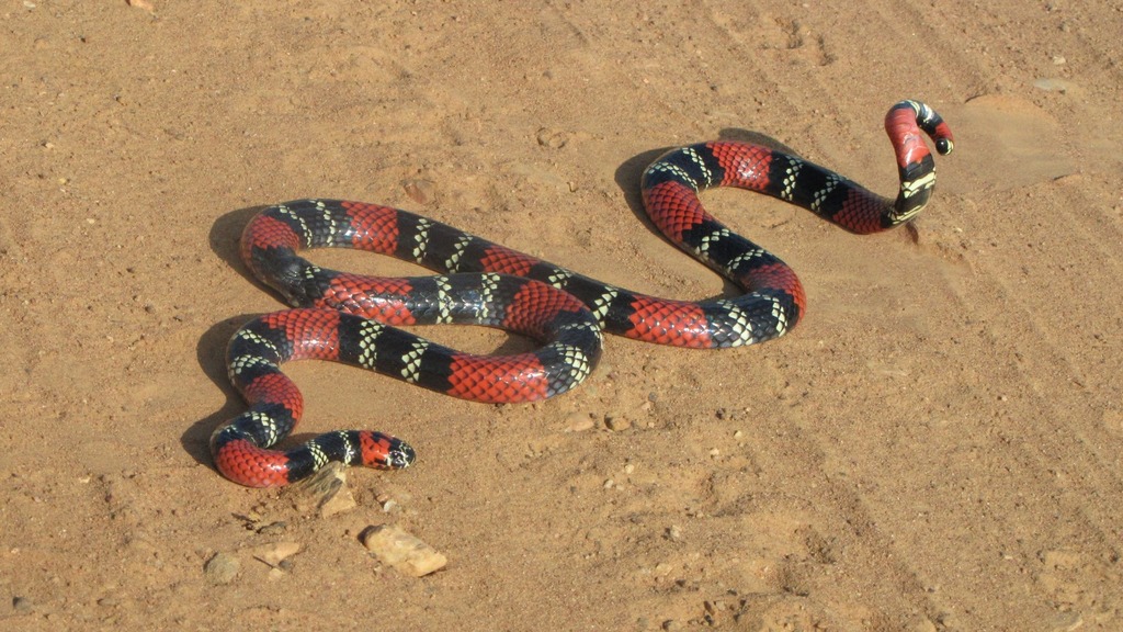 título imagem Cobras-corais em Santa Maria: saiba por quais motivos elas aparecem neste período do ano e se realmente oferecem perigo à população
