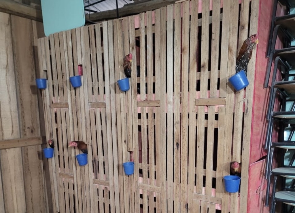 Mulher é detida por manter galos em rinha em Santa Maria