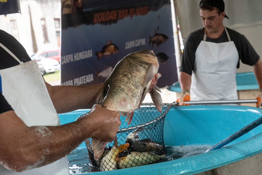 título imagem Feira do Peixe Vivo começa nesta terça-feira em oito locais de Santa Maria; confira valores e pontos de comercialização