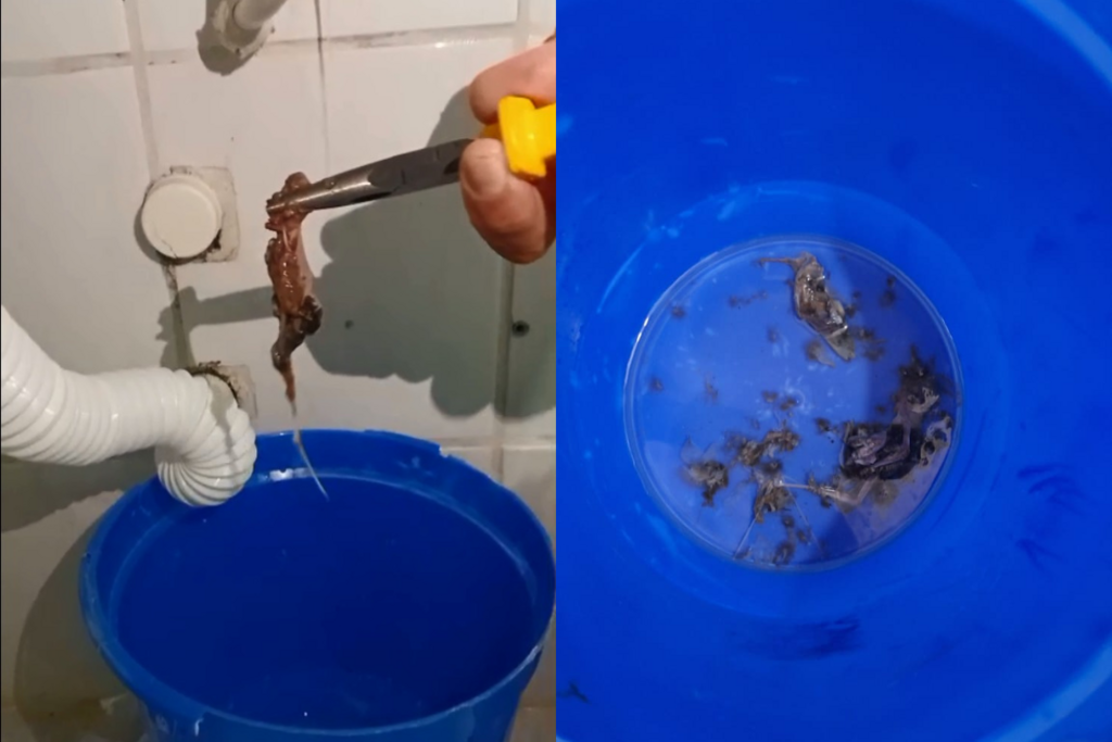 VÍDEO: Vigilância em Saúde de Santa Maria investiga caso de restos de morcego em tubulação de prédio