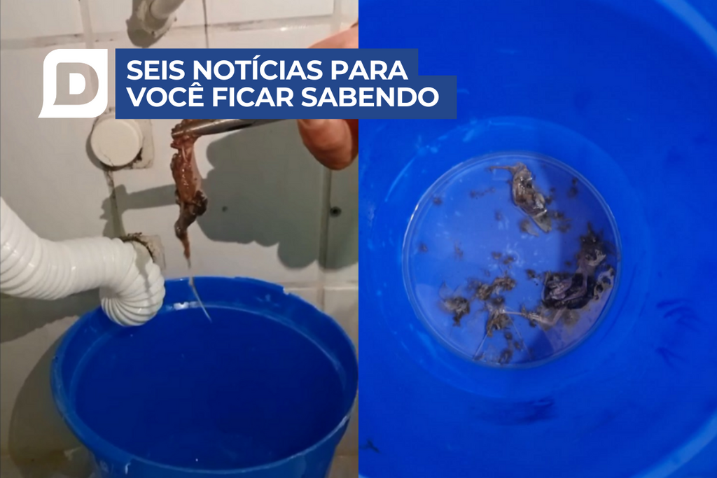 título imagem Vigilância em Saúde de Santa Maria investiga caso de restos de morcego em tubulação de prédio e outras 5 notícias