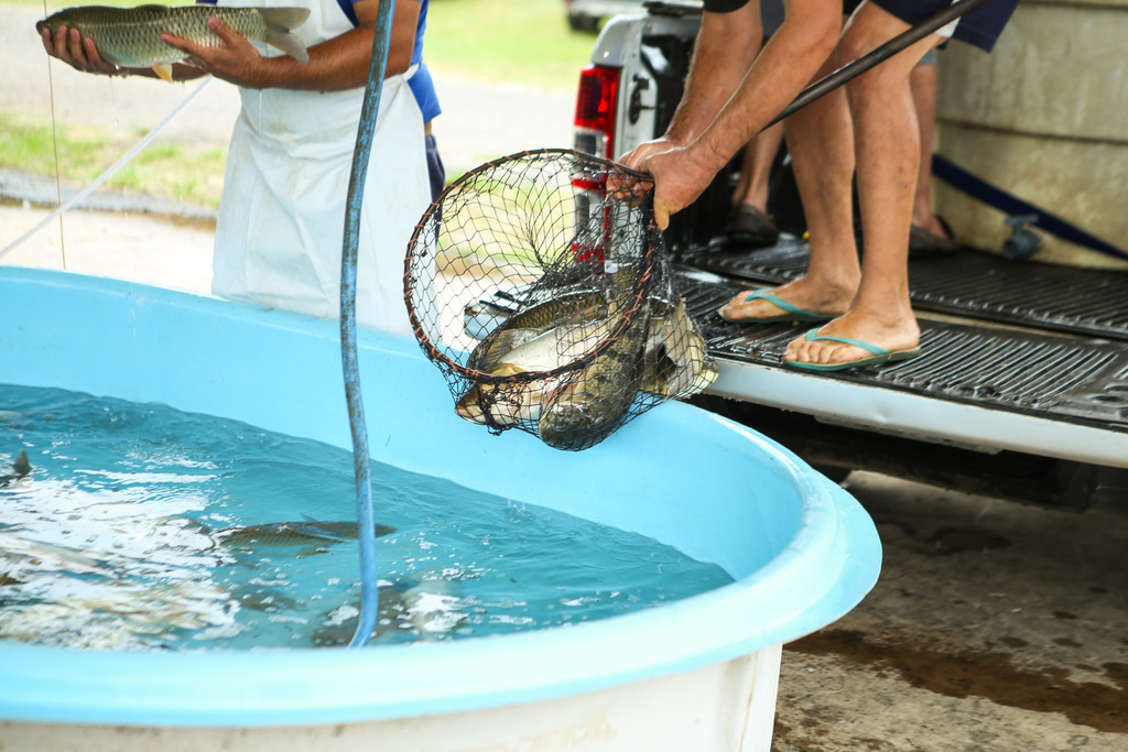 Feira do Peixe Vivo termina com 35 toneladas de pescados comercializados em Santa Maria
