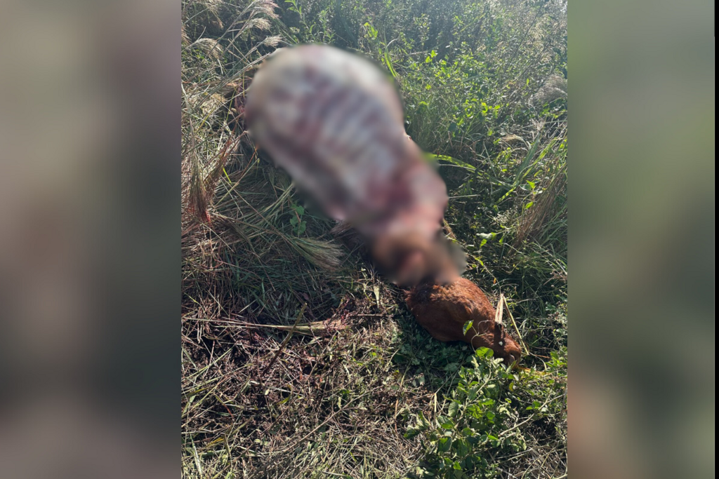 título imagem Abigeato: animal é furtado e abatido por criminosos em cidade da região