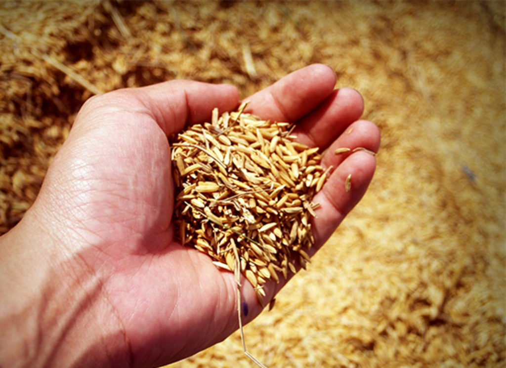 Sete décadas: a história por trás do arroz Flora no distrito de Santa Maria Sete décadas: a história por trás do arroz Flora no distrito de Santa Maria