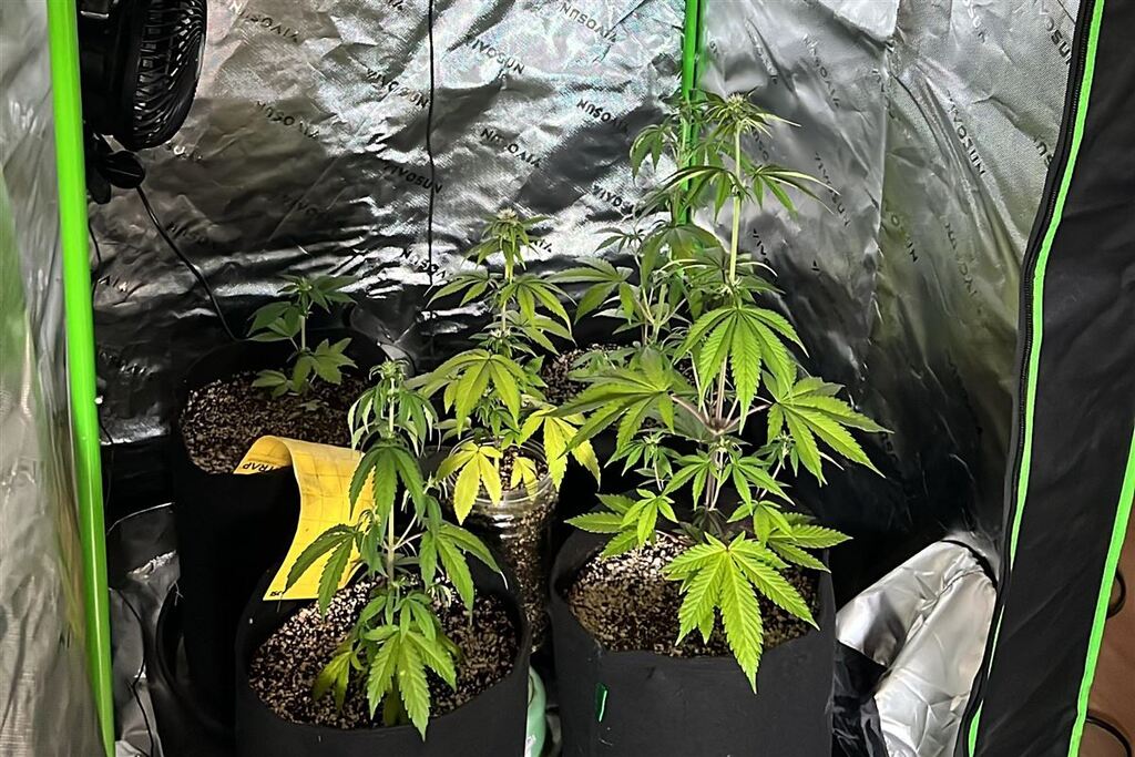 Jovem que cultivava maconha em apartamento é solto pela Justiça por se enquadrar na regra do uso pessoal do STF