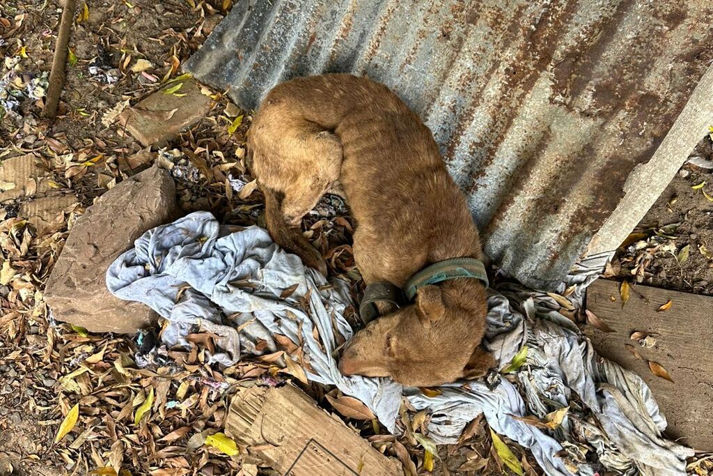 Brigada Militar prende jovem por maus-tratos a animais em Santa Maria