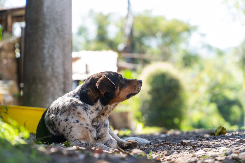 Animais abandonados durante a enchente de 2024 seguem sem lar na Rua Canário