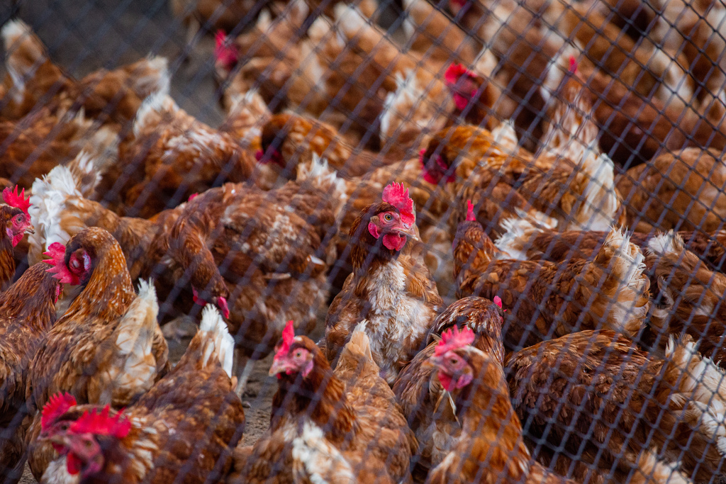 Gripe aviária: tire suas dúvidas sobre doença que afeta aves e foi registrada no RS