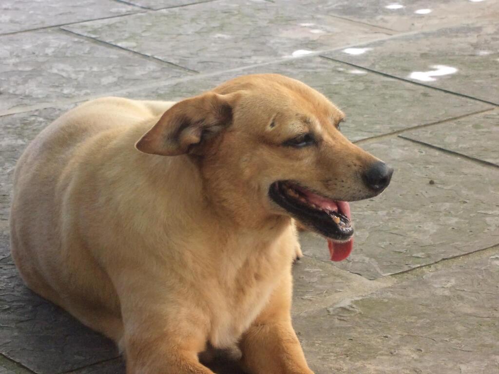 Jeff, Guapo, Gorda, Feijão: além de Silveira, relembre outros caninos famosos de Santa Maria