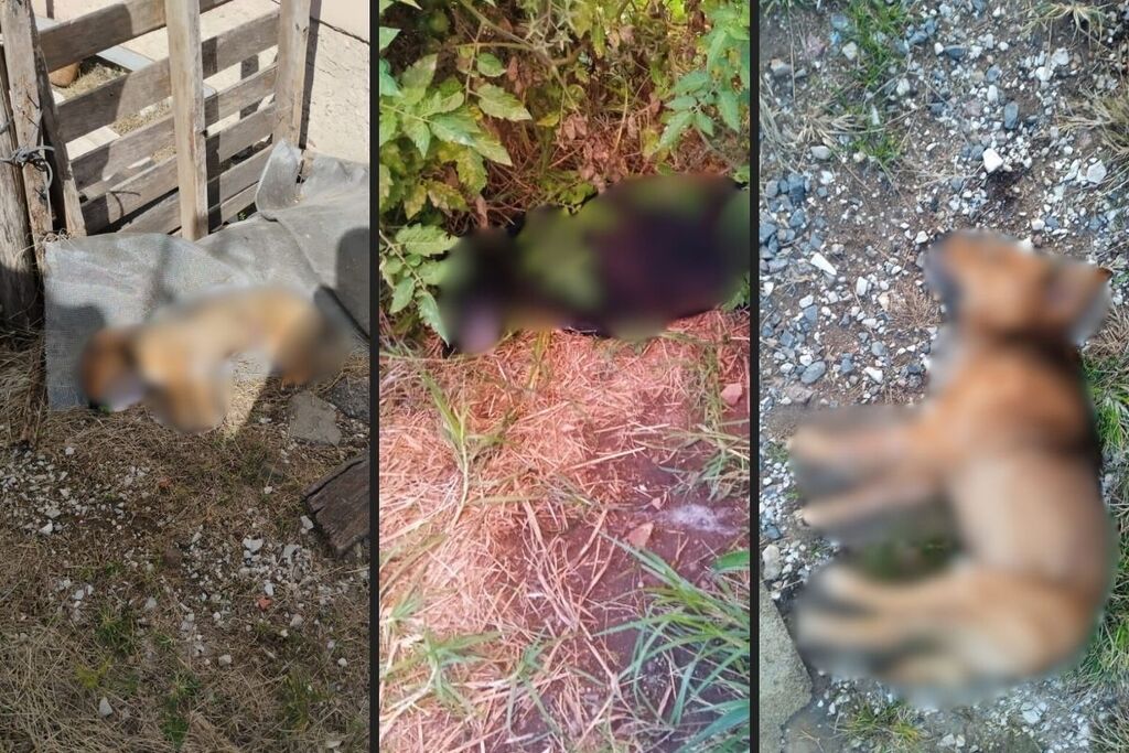 título imagem Mais cães são encontrados mortos com suspeita de envenenamento em Caçapava do Sul, e total passa de 20
