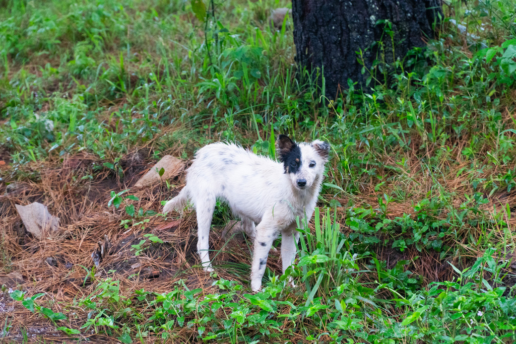 Visibilidade do cão Silveira alerta para o abandono de animais e a importância de políticas públicas