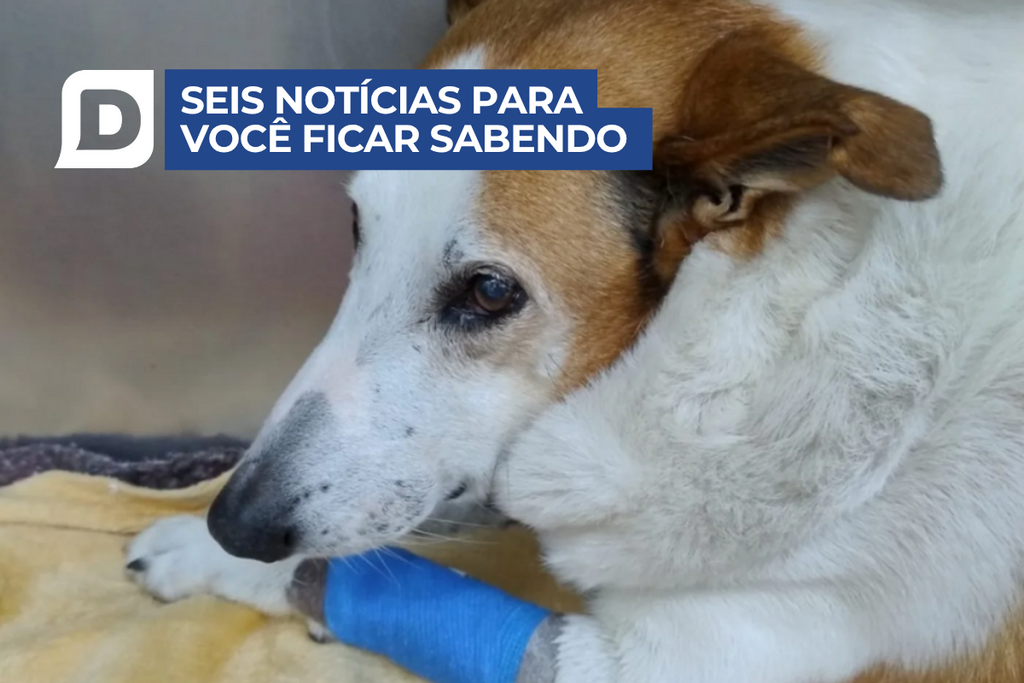 Cachorro famoso da UFSM, Silveira se recupera de cirurgia no Hospital Veterinário e outras 5 notícias