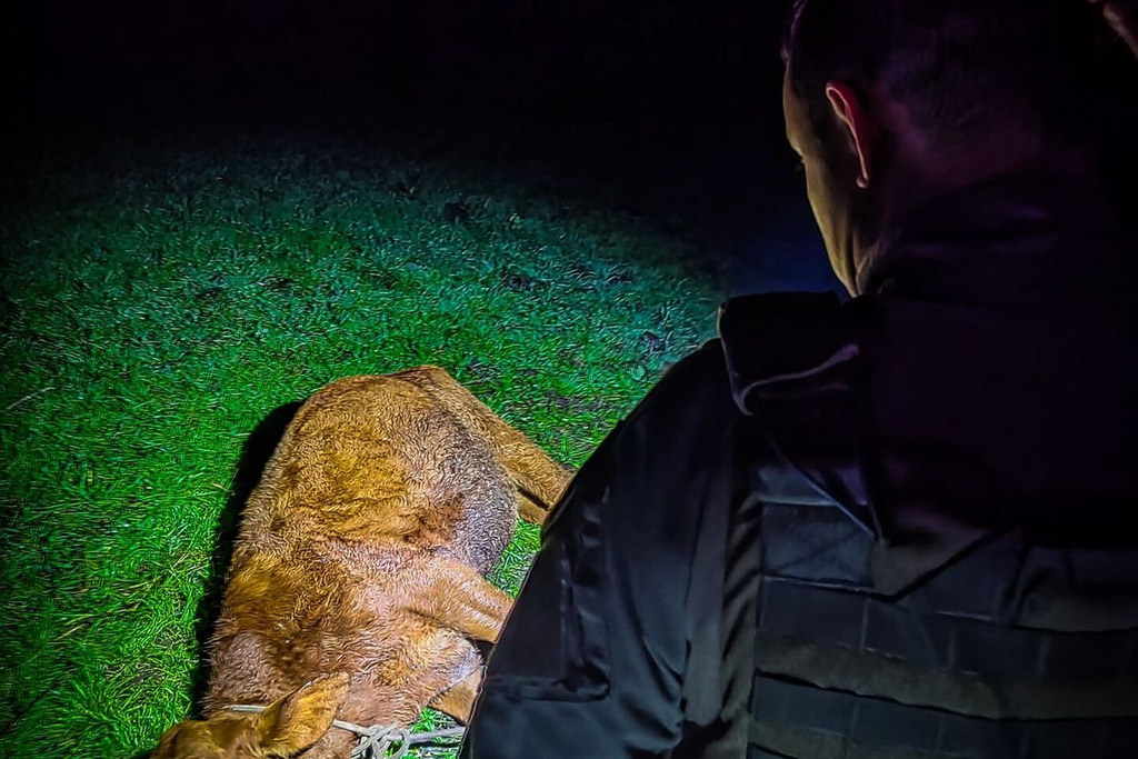 Três bovinos são encontrados pela Brigada Militar em tentativa de furto no distrito de Pains