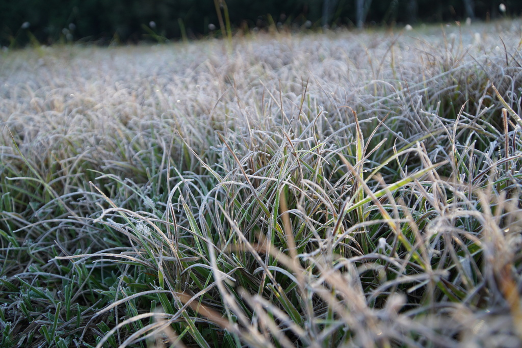 No amanhecer mais frio do ano em Santa Maria, região tem registros de geada