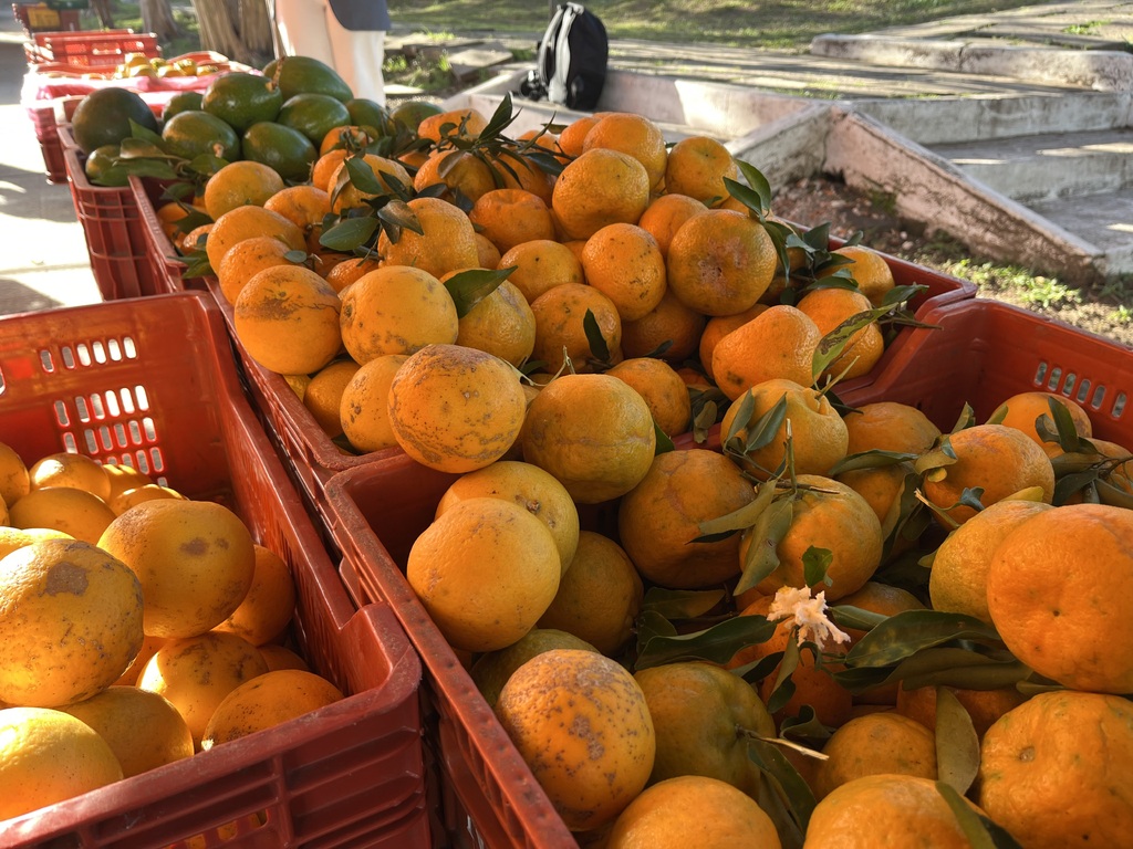 Procura por bergamotas e laranjas aumenta em feiras de Santa Maria; confira os benefícios das frutas
