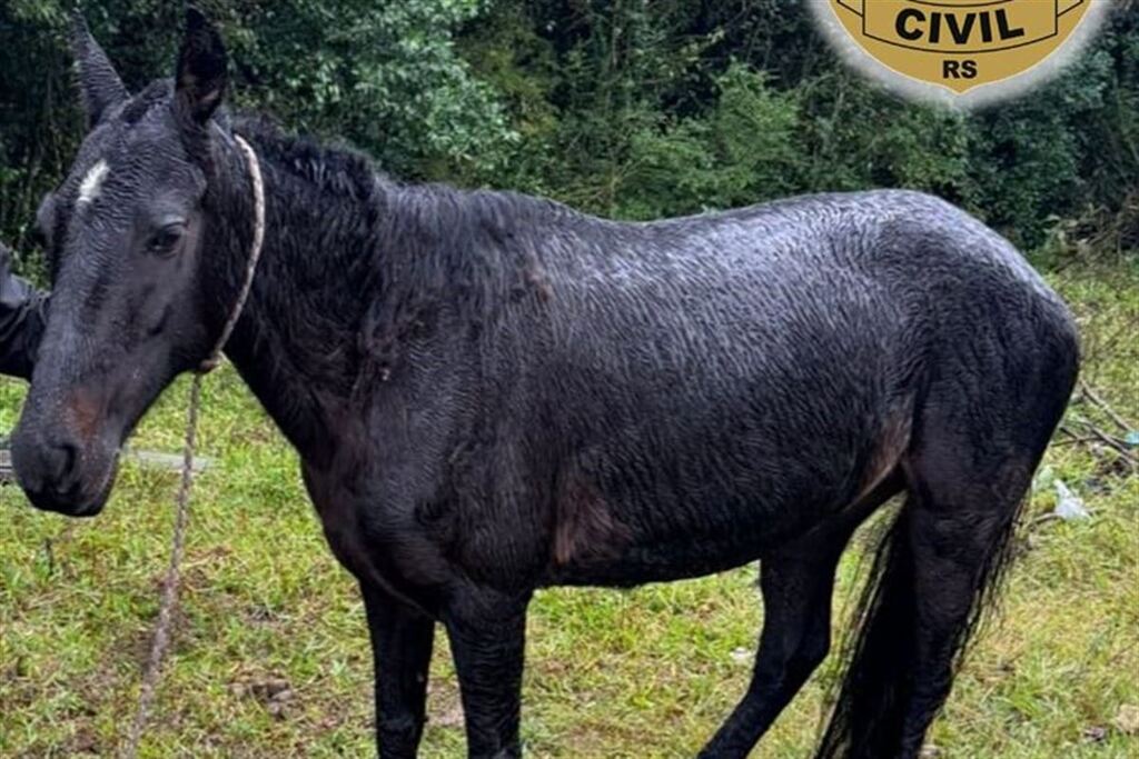 Égua furtada é localizada em área verde de Santa Maria