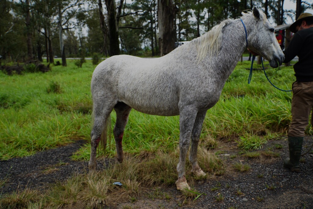 Foto: Rian Lacerda (Diário) - 
