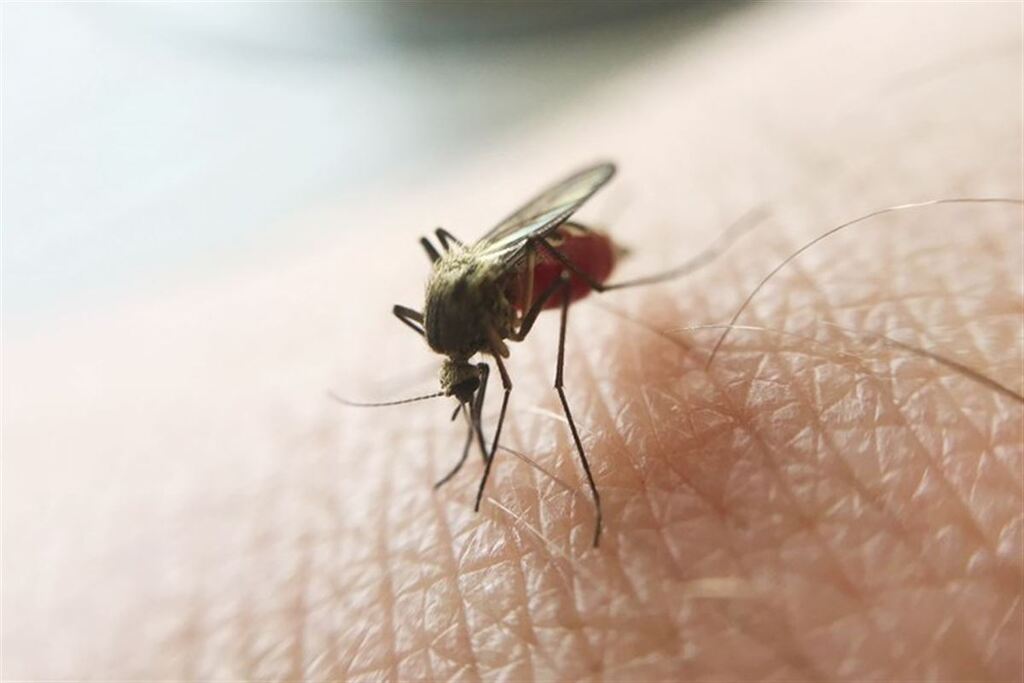 Sobe para 42 o número de óbitos por dengue no Estado