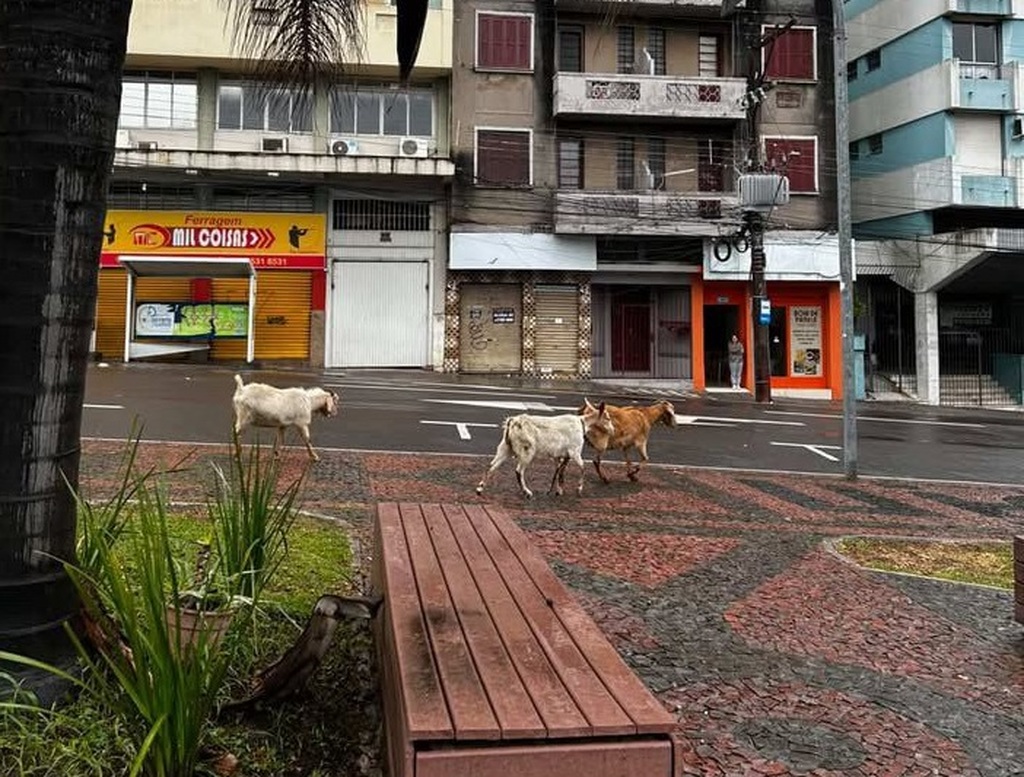 título imagem Visitas inusitadas no centro de Santa Maria chamam atenção da população