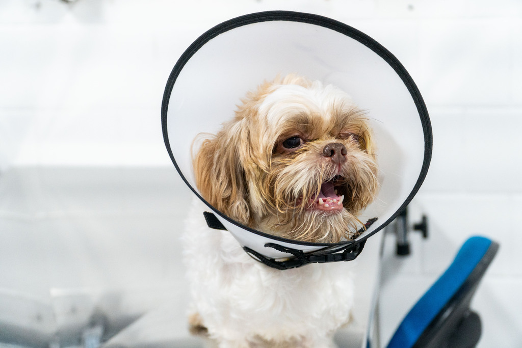 Projeto aprovado na Câmara proíbe uso de animais em testes cosméticos