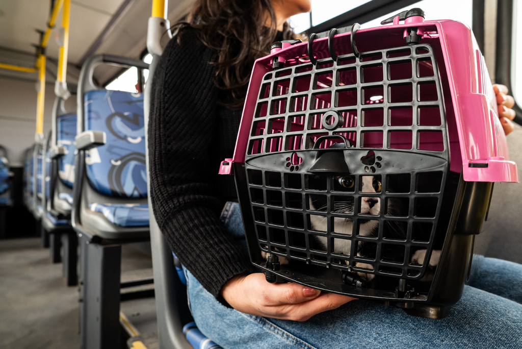 Pets no transporte público: lei que permite o embarque de animais nos ônibus está em vigor em Santa Maria; veja as regras