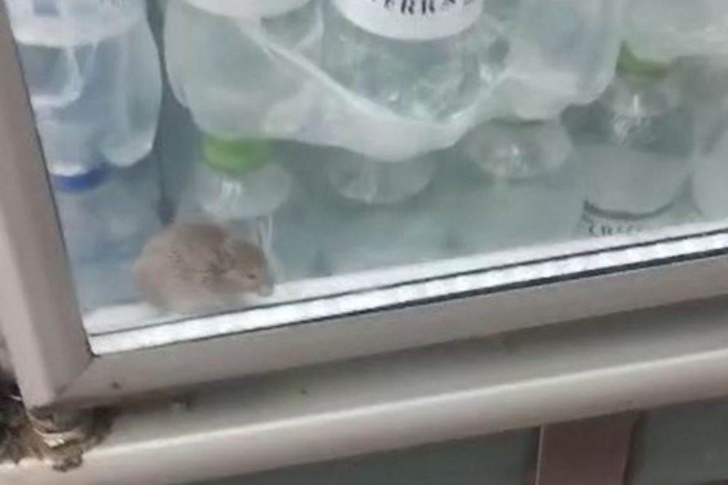 VÍDEO: Cliente flagra rato dentro de freezer de supermercado em cidade gaúcha