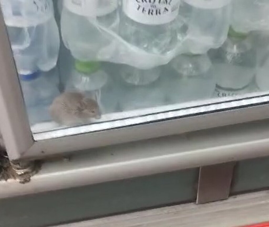 VÍDEO: Cliente flagra rato dentro de freezer de supermercado em cidade gaúcha