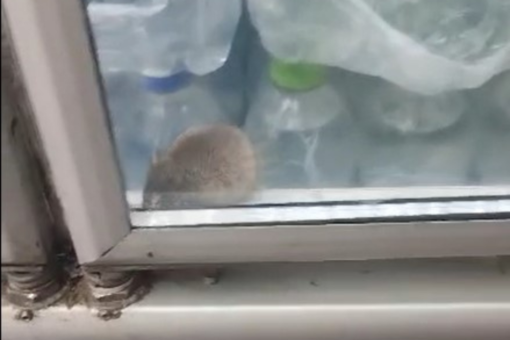 Rede de supermercados se pronuncia após vídeo que mostra rato em freezer viralizar nas redes