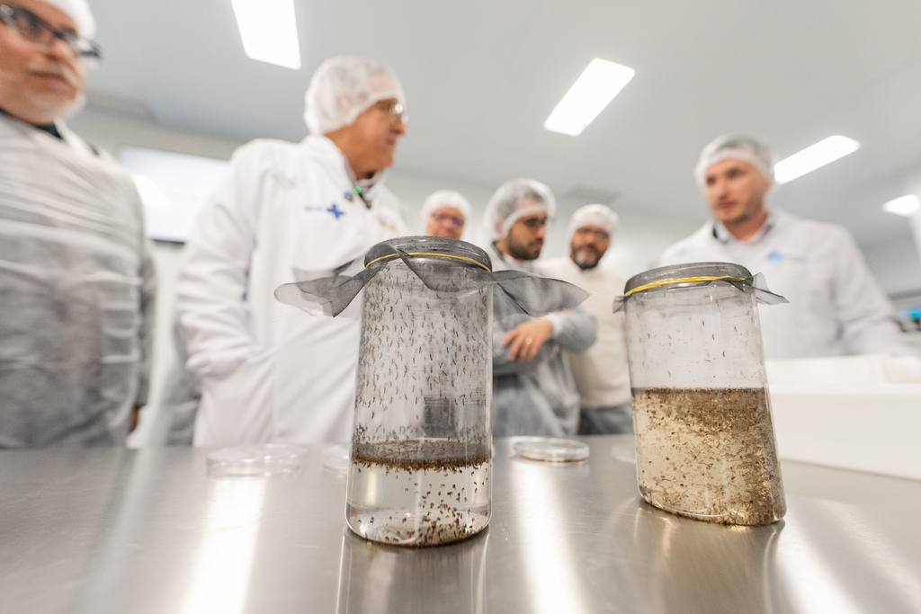 No combate contra a dengue, Brasil inaugura maior biofábrica de Wolbachia do mundo