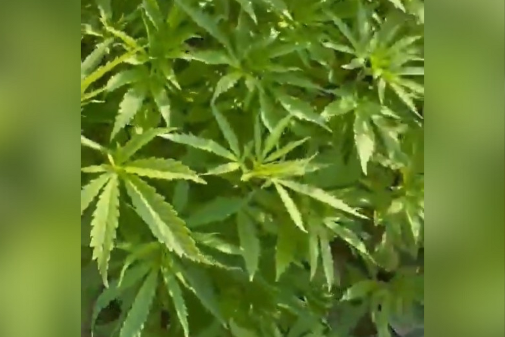 Foto: Polícia Militar de Santa Catarina (Reprodução) - 