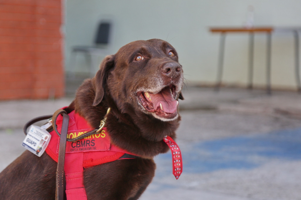 Cão Guapo, herói do Corpo de Bombeiros de Santa Maria, perde a batalha após diagnóstico de câncer agressivo