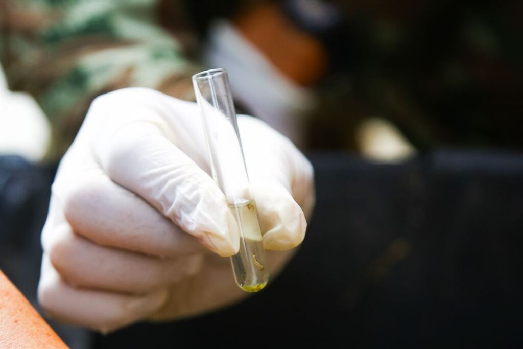 Estado registra 49 mortes por dengue em 2025