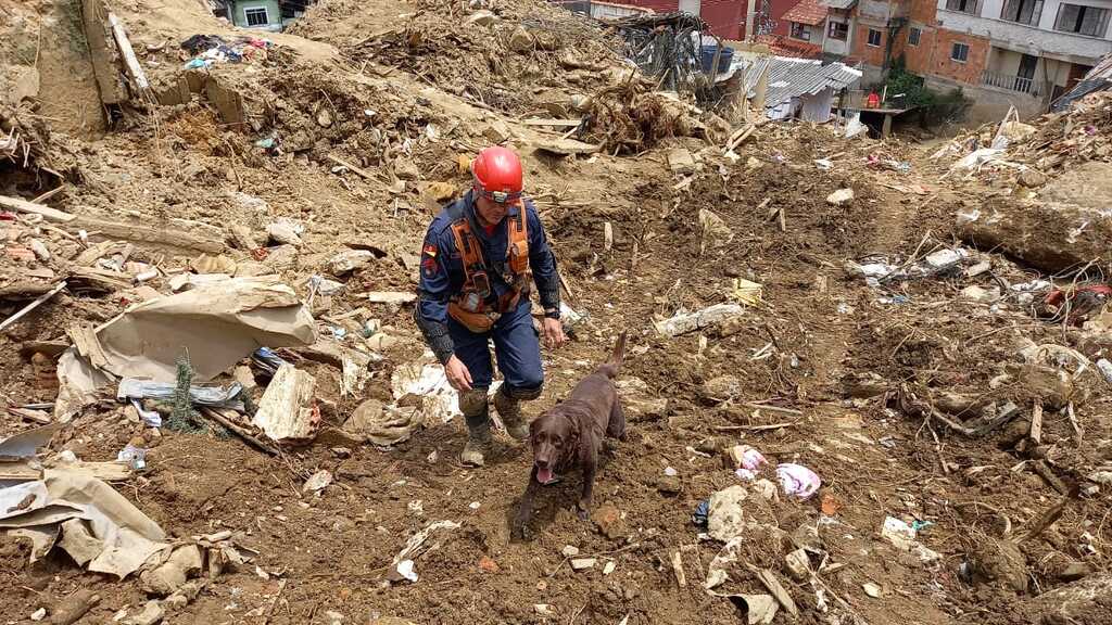 De Brumadinho até as enchentes no RS: relembre as missões mais marcantes do cão Guapo