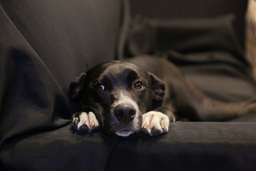 Dia do Vira-Lata: participe da homenagem do Grupo Diário; envie uma foto do seu cão