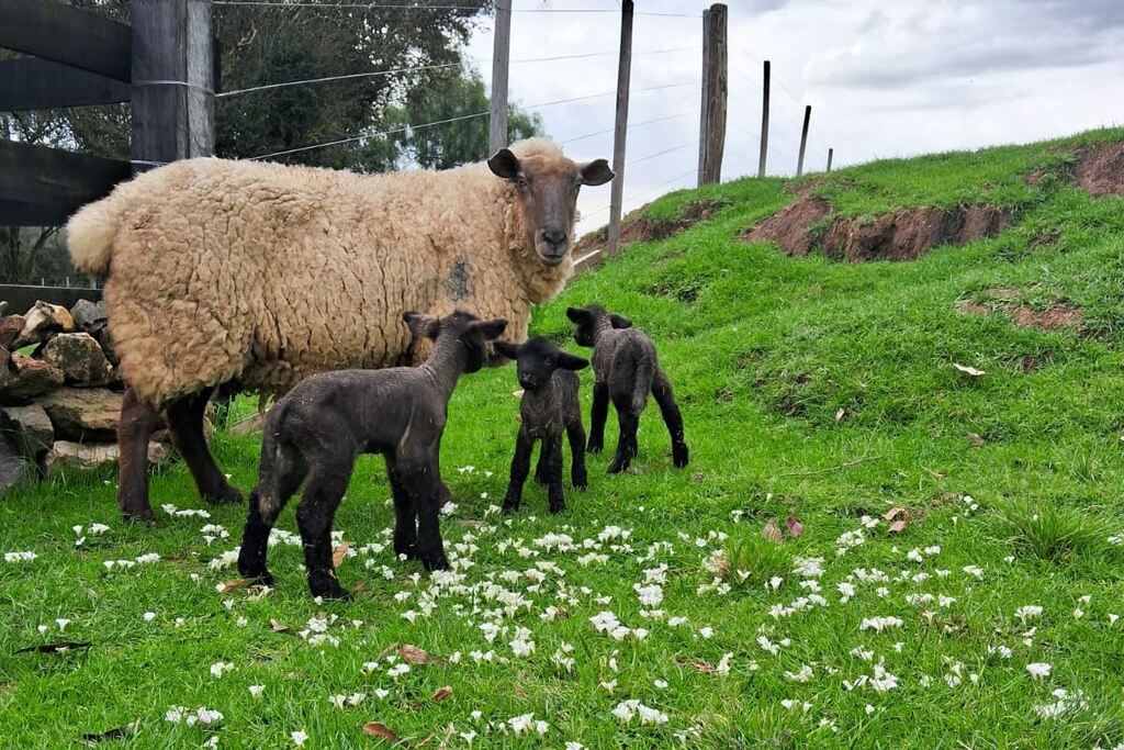 Mãe de três: ovelha dá à luz a trigêmeas em propriedade de São Sepé